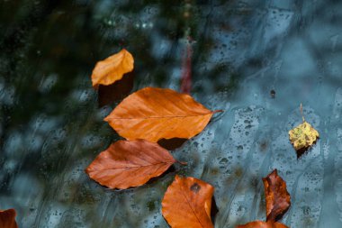 Araba ön camdaki sonbahar yaprakları