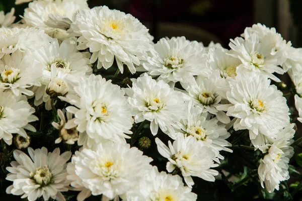 在花园里的白菊花 — 图库照片