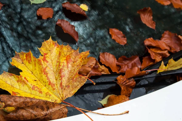 Осенние Листья Лобовом Стекле — стоковое фото