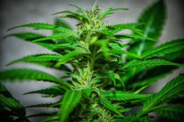 Gran Detalle Planta Marihuana Cannabis — Foto de Stock