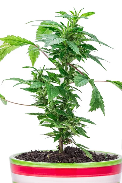 Marijuana Sobre Fundo Branco — Fotografia de Stock