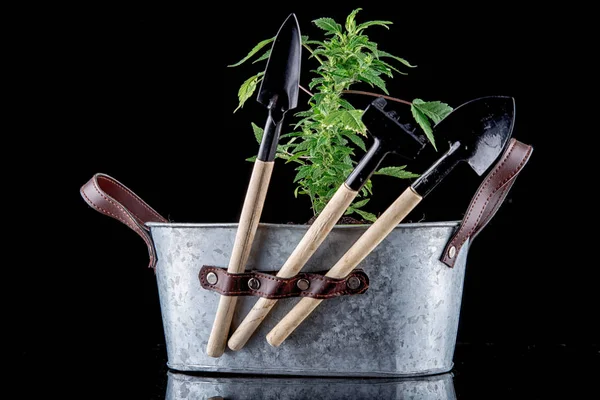 Cannabis Fundo Preto — Fotografia de Stock