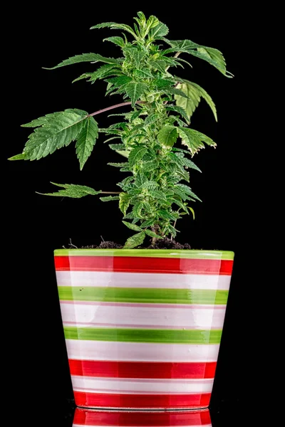 Marijuana Fundo Preto — Fotografia de Stock