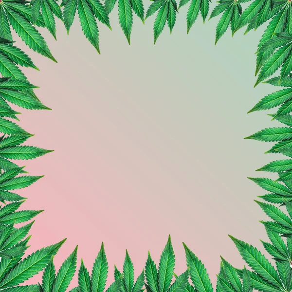 Foglie Marijuana Sfondo Bianco — Foto Stock