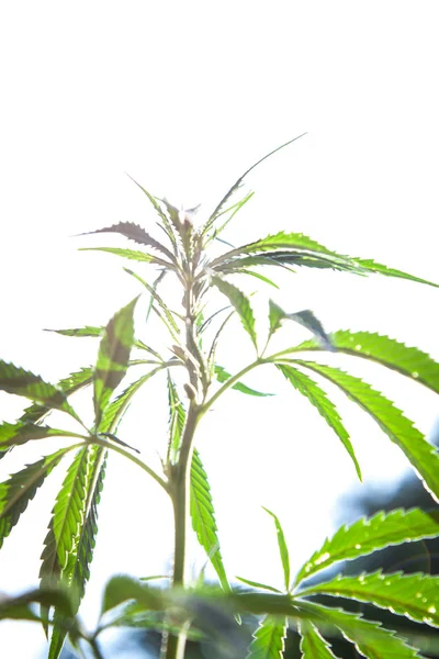 Planta Maconha Agradável Cannabis Indica — Fotografia de Stock