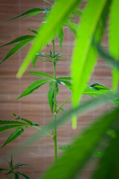 Planta Maconha Agradável Cannabis Indica — Fotografia de Stock