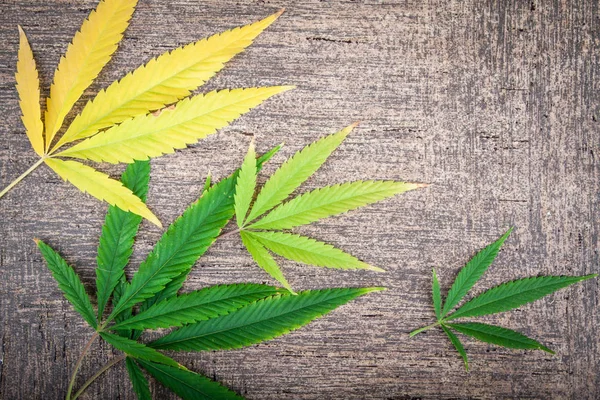 Bladeren Van Marihuana Herfst Kleuren — Stockfoto
