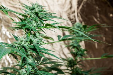 bitki esrar ve ayrıntı önümüzdeki, esrar indica