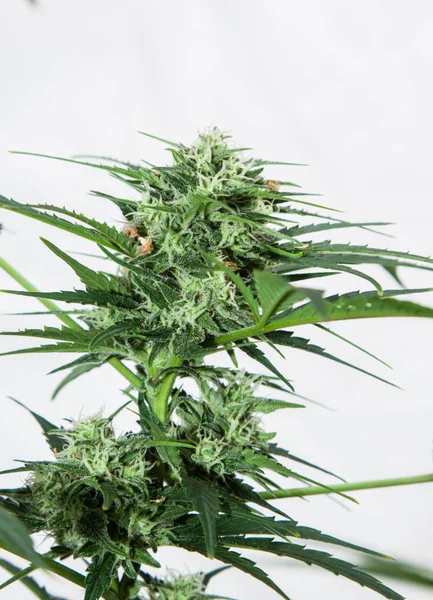 Planta Marihuana Inflorescencia Sobre Fondo Blanco Cannabis Indica — Foto de Stock