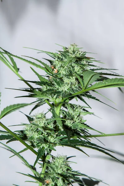 Pflanze Aus Marihuana Blütenstand Auf Weißem Hintergrund Cannabis Indica — Stockfoto