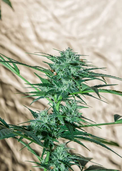 Rostlin Marihuany Detail Květenství Cannabis Indica — Stock fotografie