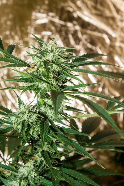 Planta Marihuana Detalhe Inflorescência Cannabis Indica — Fotografia de Stock