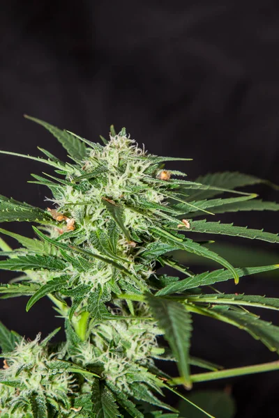 Pflanze Aus Marihuana Blütenstand Auf Schwarzem Hintergrund Cannabis Indica — Stockfoto