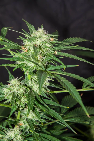 Pflanze Aus Marihuana Blütenstand Auf Schwarzem Hintergrund Cannabis Indica — Stockfoto