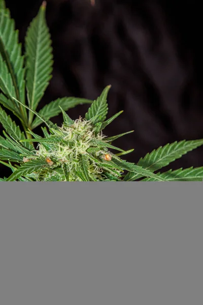 Pflanze Aus Marihuana Blütenstand Auf Schwarzem Hintergrund Cannabis Indica — Stockfoto