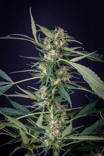 Planta Inflorescência Marihuana Fundo Preto Cannabis Indica — Fotografia de Stock