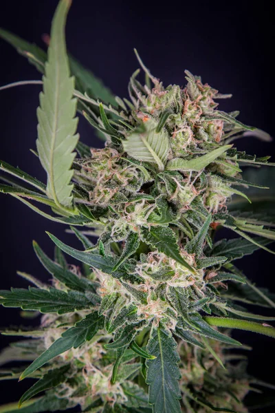 Gran Detalle Planta Marihuana Cannabis —  Fotos de Stock