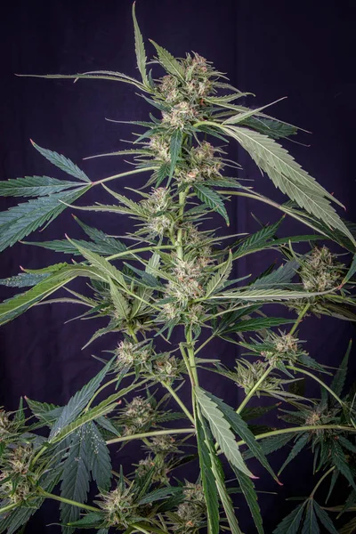 Rostlina Marihuany Květenství Černém Pozadí Cannabis Indica — Stock fotografie