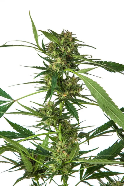 Planta Inflorescência Marihuana Fundo Branco Cannabis Indica — Fotografia de Stock