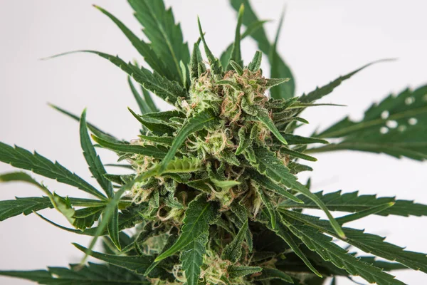 Gran Detalle Planta Marihuana Cannabis — Foto de Stock