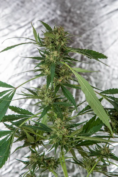 Pflanze Aus Marihuana Blütenstand Auf Weißem Hintergrund Cannabis Indica — Stockfoto