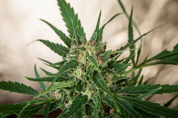 Gran Detalle Planta Marihuana Cannabis — Foto de Stock