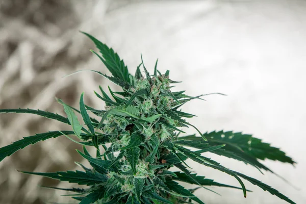Gran Detalle Planta Marihuana Cannabis —  Fotos de Stock