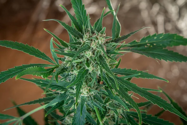 Detail Der Großen Cannabis Pflanze — Stockfoto