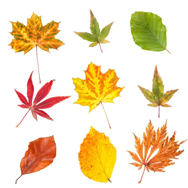 Collection Autumn Leaves Isolated White Backgroun — Stock Photo, Image