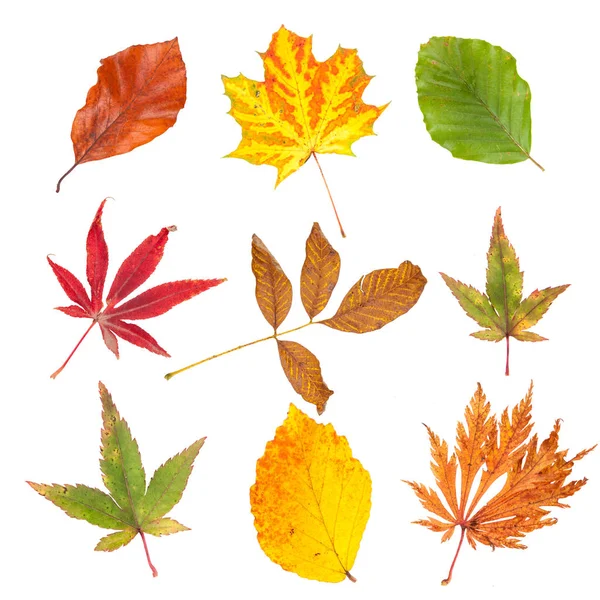 Collection Autumn Leaves Isolated White Background — Stock Photo, Image