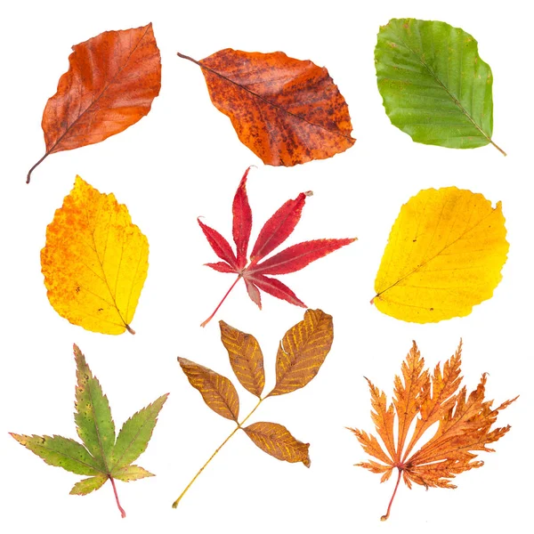 Collection Autumn Leaves Isolated White Background — Stock Photo, Image