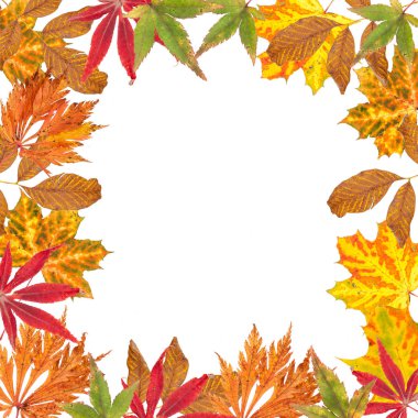 sonbahar yaprakları beyaz arkaplanda izole