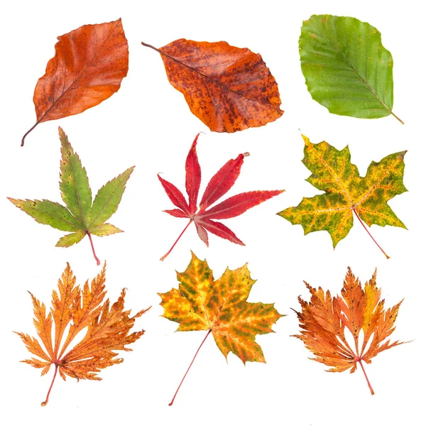 Collection Autumn Leaves Isolated White Background — Stock Photo, Image