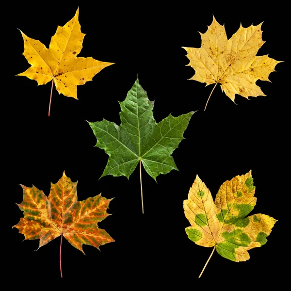 Sammlung Von Herbstblättern Isoliert Auf Schwarzem Hintergrund — Stockfoto