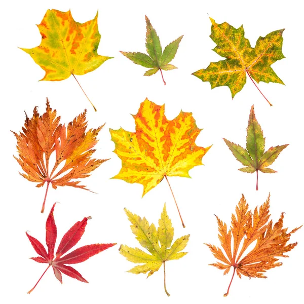 Collection Autumn Leaves Isolated White Background — Stock Photo, Image