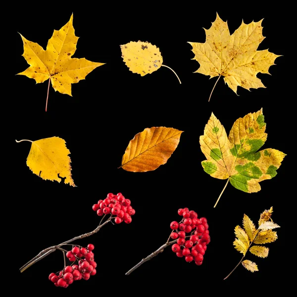 Collection Autumn Leaves Isolated Black Background — Stock Photo, Image