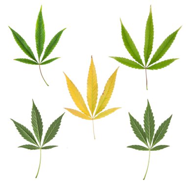 marihuana yaprağı, beyaz arka plan üzerinde boyama sonbahar koleksiyonu