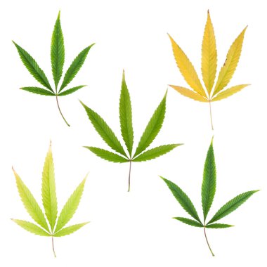 marihuana yaprağı, beyaz arka plan üzerinde boyama sonbahar koleksiyonu