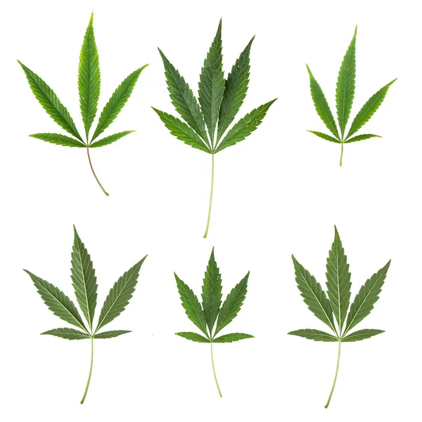 Collection Marijuana Leaf White Background — Stock Photo, Image