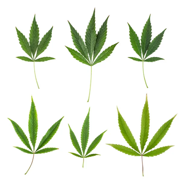 Collection Marijuana Leaf White Background — Stock Photo, Image