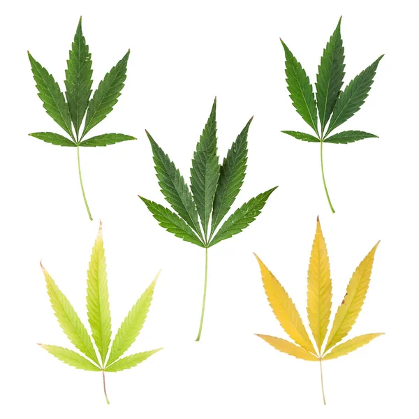 Kolekce Marihuana Leaf Podzimní Zbarvení Bílém Pozadí — Stock fotografie