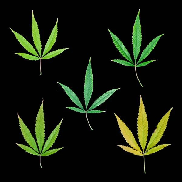 Sammlung Von Marihuana Blatt Herbstliche Färbung Auf Schwarzem Hintergrund — Stockfoto