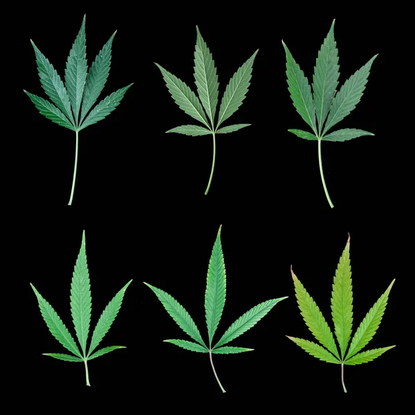 Sammlung Von Marihuana Blatt Auf Schwarzem Hintergrund — Stockfoto