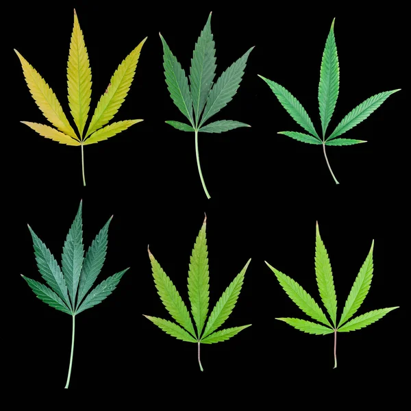 Kolekce Marihuana Leaf Podzimní Zbarvení Černém Pozadí — Stock fotografie