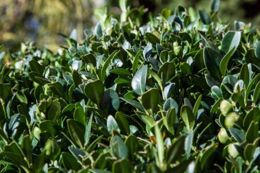 Şimşir yaprak üzerinde bir bahçe