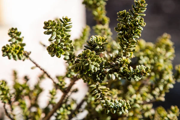 Pobočka Petal Podrobností Taxus — Stock fotografie