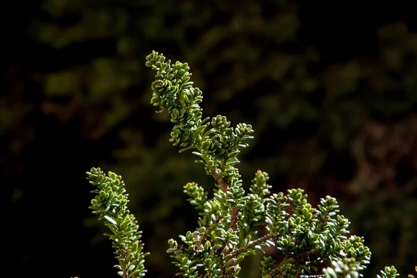 Ramo Detalhe Pétala Taxus — Fotografia de Stock