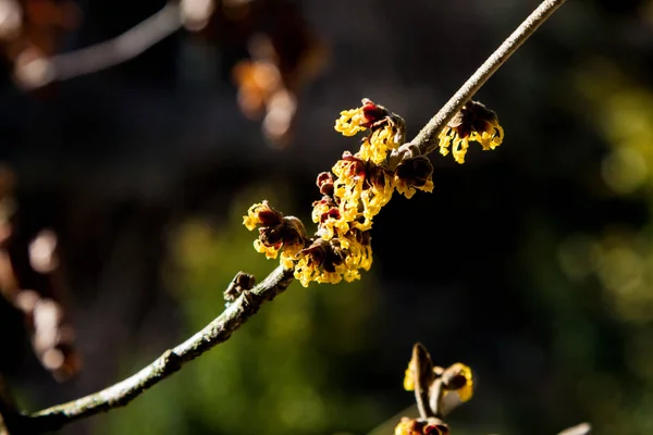 Rama Del Vilino Hamamelis — Foto de Stock