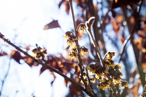 Ramo Vilino Hamamelis — Fotografia de Stock