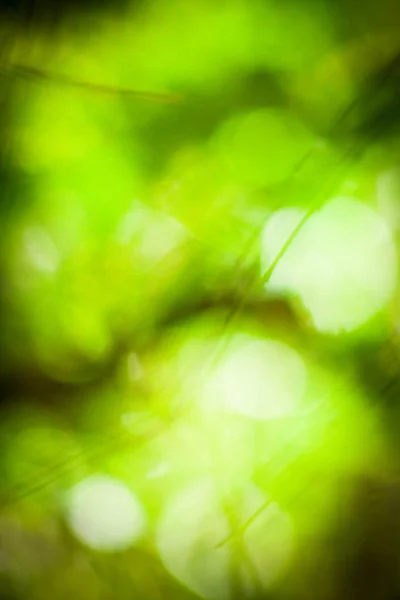 Garden Green Background Texture — Stock Photo, Image